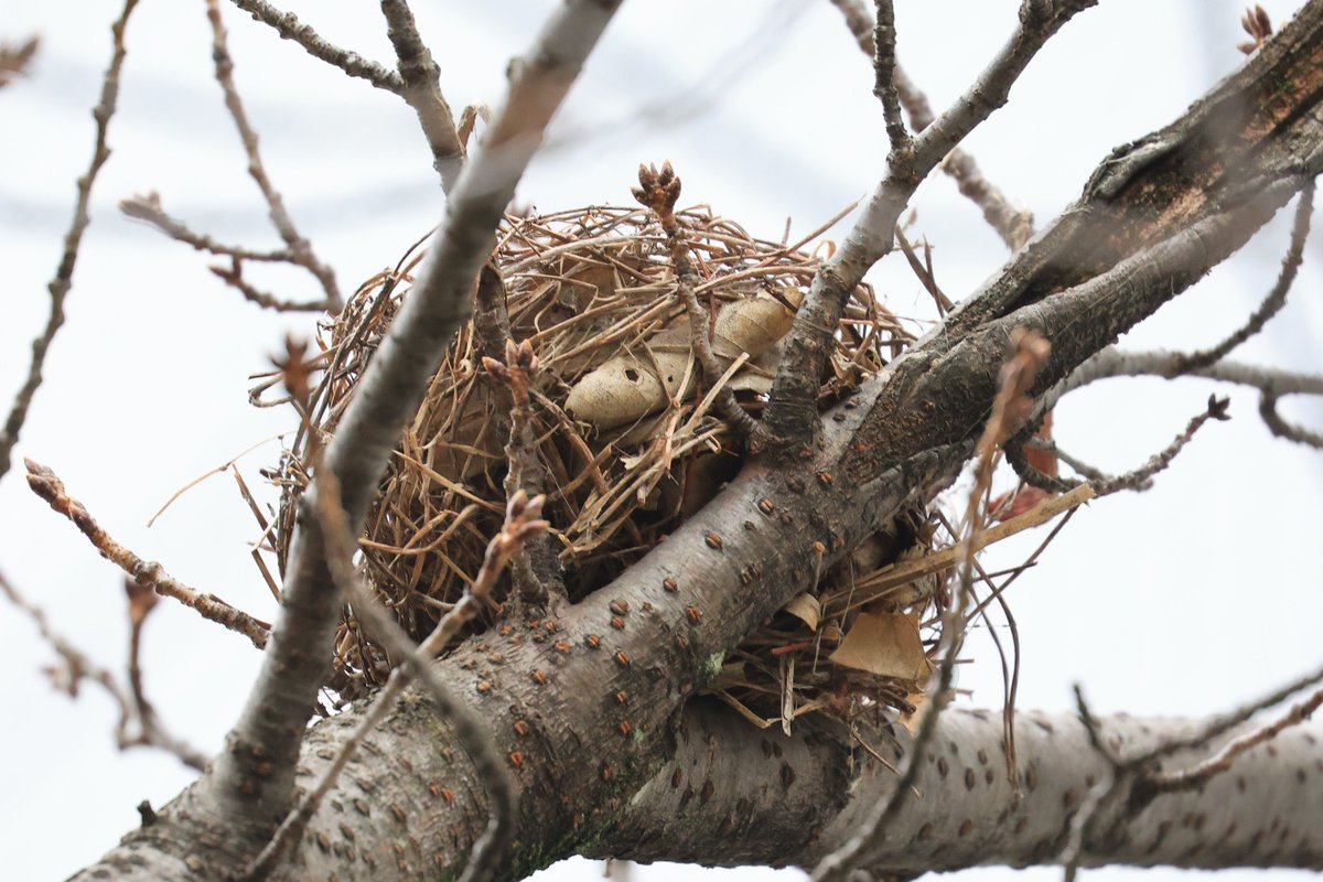 キヤノン バードブランチプロジェクト 巣シリーズ 桜の木から葉っぱが落ちて 見つけたのは ヒヨドリ と キジバト の巣 同じようで違う巣 枝を組み合わせて本当に上手 キヤノン バードブランチプロジェクト 巣シリーズ 桜の木から葉っぱが落ちて 見つけたのは ヒヨドリ と キジバト の巣 同じようで違う巣 枝を組み合わせて本当に上手