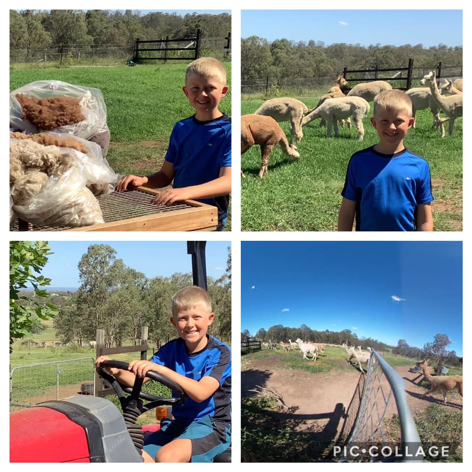 CoE_AgEd_RAC's tweet photo. Alpacas. Stage1 LondonderryPS & @WindangPS completed Alpaca workshops Student reflections show an interest in animal husbandary. Junior Journalist Bradley showcased his life in Ag & VR of his farm. #partneredlearning #studentsleadinglearning @Kerri_Brickley @loretakocovska https://t.co/RSoeRnXINl
