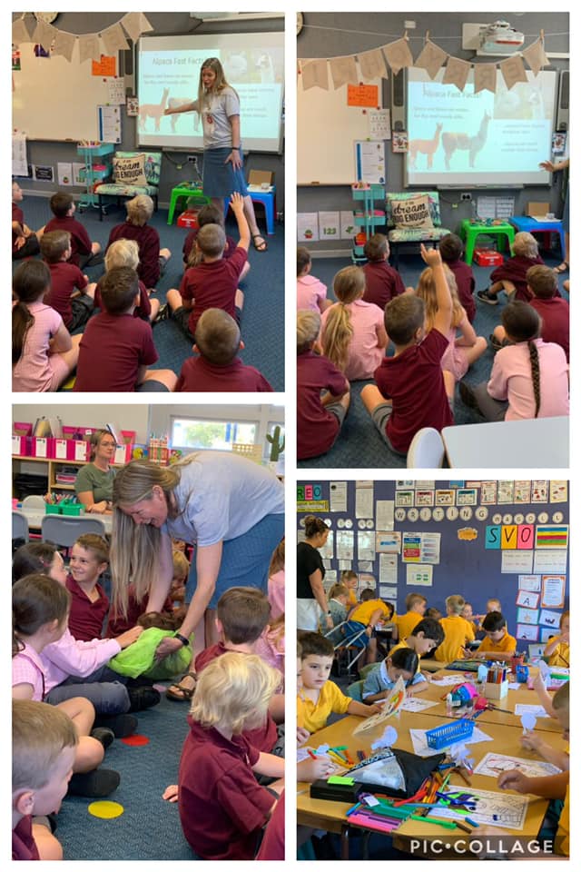 CoE_AgEd_RAC's tweet photo. Alpacas. Stage1 LondonderryPS & @WindangPS completed Alpaca workshops Student reflections show an interest in animal husbandary. Junior Journalist Bradley showcased his life in Ag & VR of his farm. #partneredlearning #studentsleadinglearning @Kerri_Brickley @loretakocovska https://t.co/RSoeRnXINl