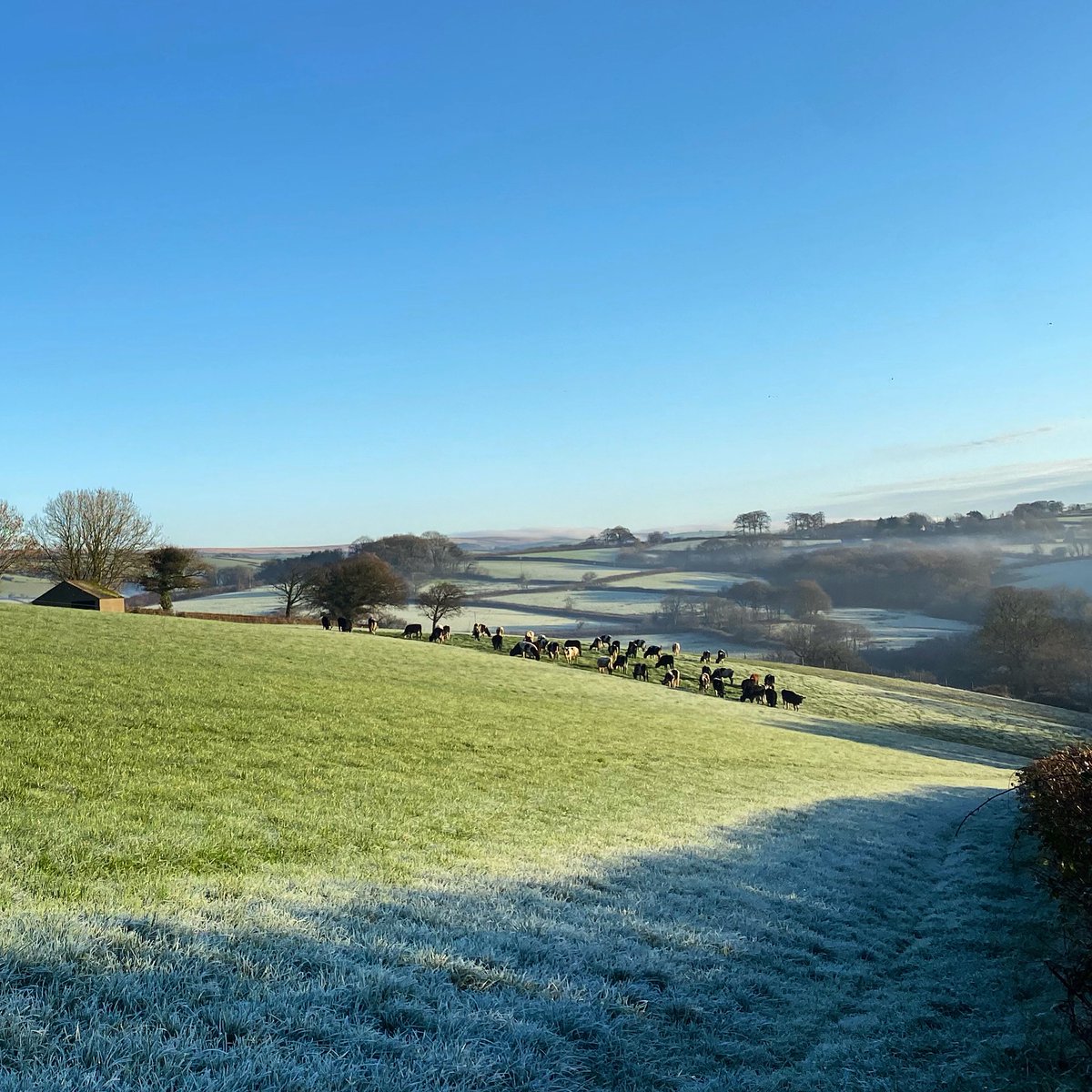 A frosty morning feeding young stock, no sighting of the Barn Owl though!