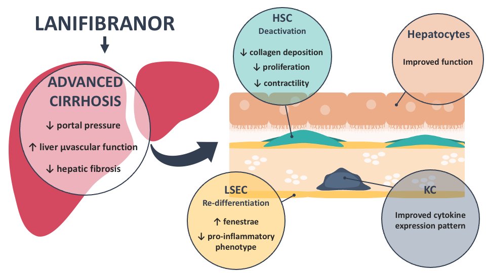 Jordi Gracia-Sancho (@jsgracia) on Twitter photo Fresh from the oven!
Very happy to share with you our latest collaborative work, just published in <a href="/JHepatology/">Journal of Hepatology</a>:
📖 Pan-PPAR agonist lanifibranor improves portal hypertension and hepatic fibrosis in experimental #cirrhosis
Open access ➡️ doi.org/10.1016/j.jhep…
#livertwitter Fresh from the oven!
Very happy to share with you our latest collaborative work, just published in <a href="/JHepatology/">Journal of Hepatology</a>:
📖 Pan-PPAR agonist lanifibranor improves portal hypertension and hepatic fibrosis in experimental #cirrhosis
Open access ➡️ doi.org/10.1016/j.jhep…
#livertwitter
