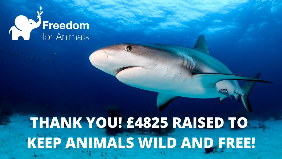 freeanimalsuk's tweet photo. THANK YOU to our wonderful followers! We are now ready to take on those cruel companies who 'supply' animals to aquariums by taking them from the wild... 

Thank you for donating! Let's fight to keep animals wild and free! 🐟🦀🦑

#BoycottAquariums #FishFreedom #Kindness https://t.co/XTVQZnPHAJ