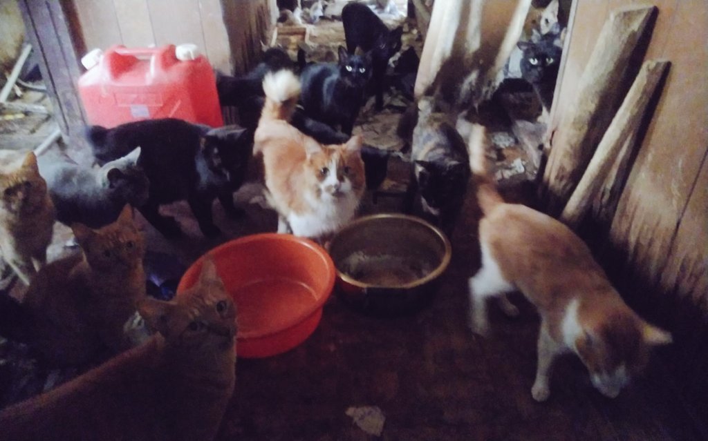 sayamaneko's tweet photo. #拡散希望
埼玉県狭山市で約５０匹の猫の多頭飼育崩壊が発生しました。
飼育者が入院で不在。劣悪な環境に猫たちが残されている状態です。
詳しくはブログに記載致しました。
ご協力して下さる方を募集しています。
詳しくはこちらから→https://t.co/cjnnCX2kao
皆様のご協力を切にお願い致します。 https://t.co/f1cGBMsJFK