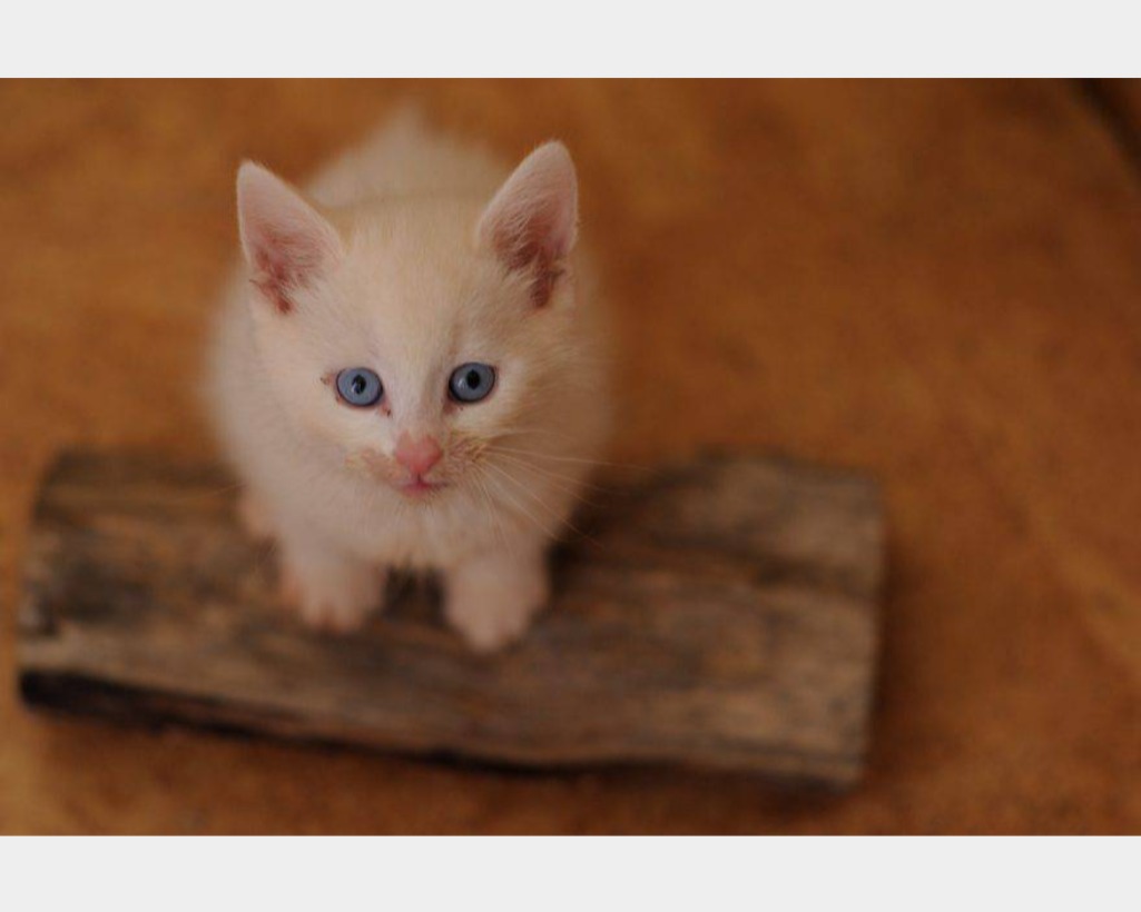 Gattino british shorthair, 4 mesi di età, di fronte a sfondo bianco, image size:1025x820