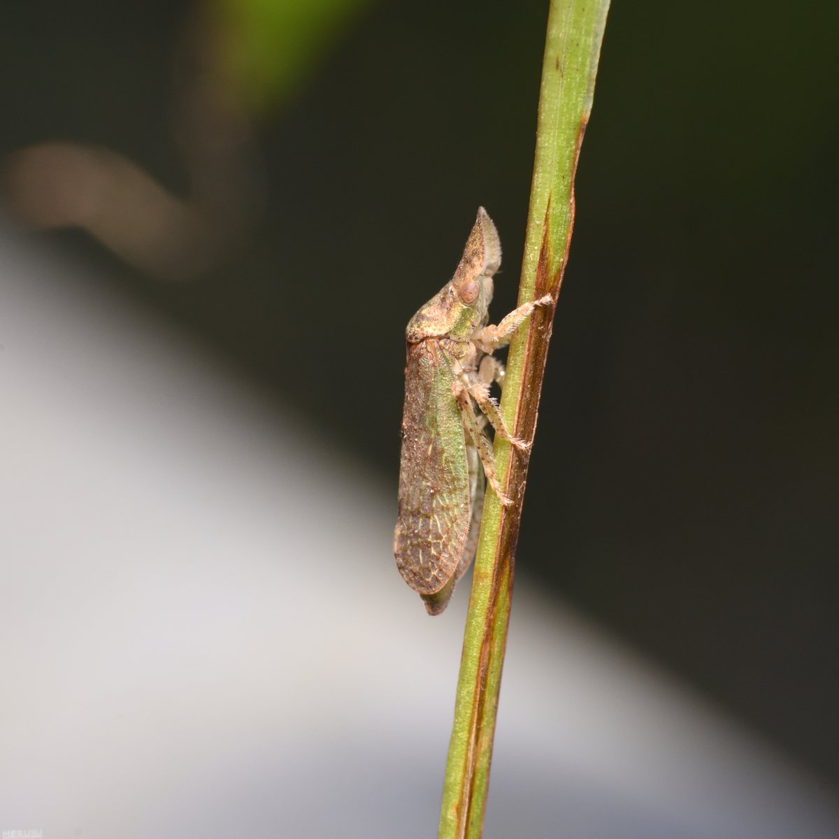 MERUSU's tweet photo. コミミズクの大人。幼虫よりは見つけやすいかな?(10/24) #photography #bugphoto #bugphotography #Leafhopper #Ledropsis #discolor https://t.co/QRQwWI5QY9