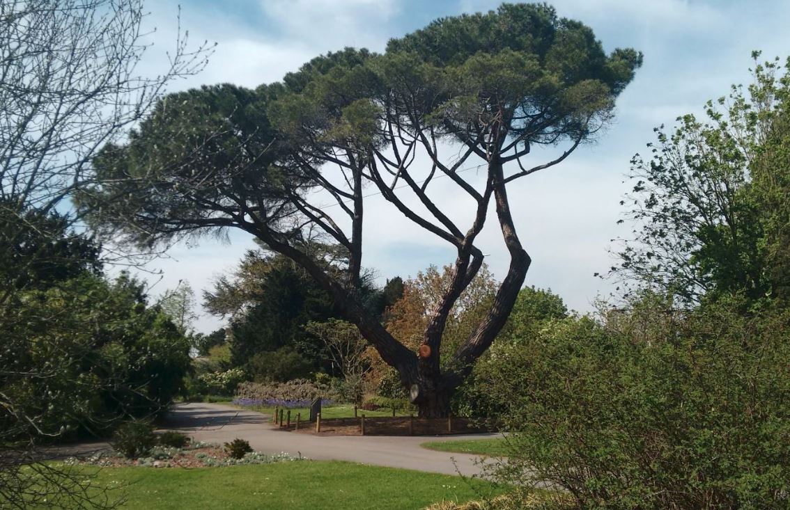 No other 2-needled pine species are as frequently seen in UK as Pinus sylvestris and P. nigra. A plant which is much grown for ornament in gardens, and quite commonly as a street tree in London is Stone Pine, P. pinea. It reminds people of romantic holidays in Rome, I suspect.