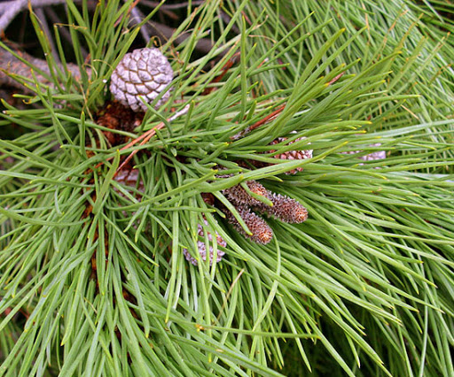 Pinus pinea needles stout and stiff, 10-15cm long (L). Bud scales with strongly decurved tips (not tightly pressed to the bud or enclosed in resin). The cone is big and fat (10x10cm) which distinguishes it from P. pinaster which has conic cones that are twice as long as wide (R)