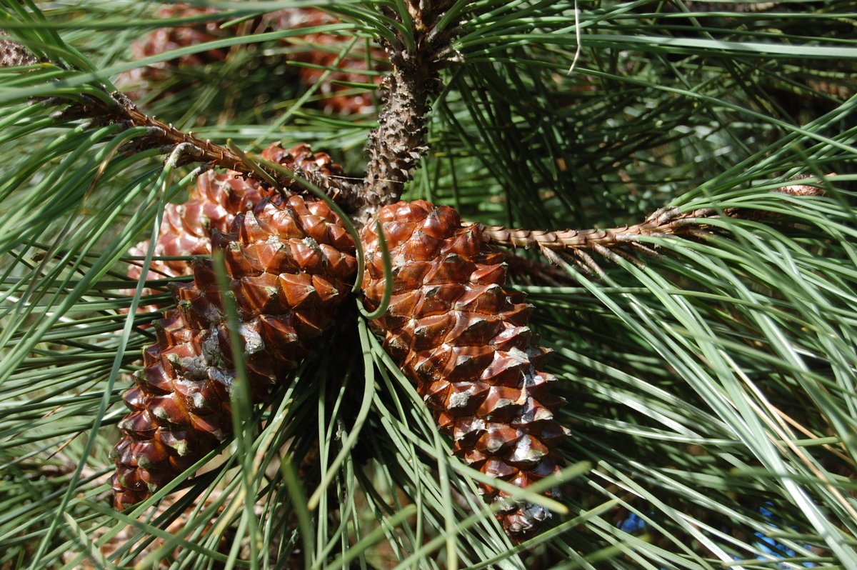 Pinus pinea needles stout and stiff, 10-15cm long (L). Bud scales with strongly decurved tips (not tightly pressed to the bud or enclosed in resin). The cone is big and fat (10x10cm) which distinguishes it from P. pinaster which has conic cones that are twice as long as wide (R)