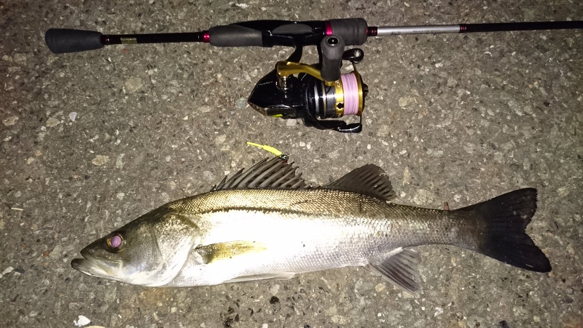 Sea Bass Hunter Tko そろそろ博多湾もメバルの時期ですねぇ 型はまだ小さめですがボチボチ釣れ始めましたよ チーバスやアジ タケノコも遊んでくれました D Sea Bass Hunter Tko そろそろ博多湾もメバルの時期ですねぇ 型はまだ小さめですがボチボチ釣れ始めましたよ チーバスやアジ タケノコも遊んでくれました D