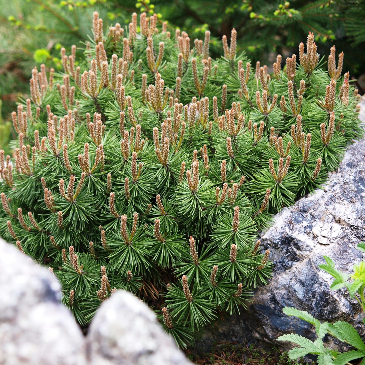 Of the rarer 2-needled species, you might find Pinus mugo or P. muricata. The former is most often seed as the dwarf cultivar 'Mops' growing in rock gardens. It is small in all its parts: needs < 8cm, female cones < 5cm.