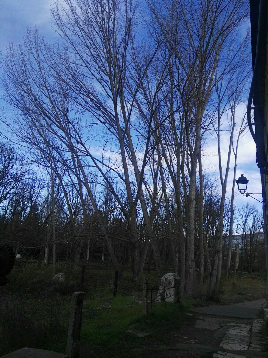 Mrtxu1's tweet photo. #chopos...partidos...#enfermos...
Urge una rápida actuación en esta zona de la ciudad.
Entornos de esta zona tan visitada por #Palentin@s y #turistas, #Puentecillas, lamentable...antes de que.suceda algo!! https://t.co/p3tjQC5hR5