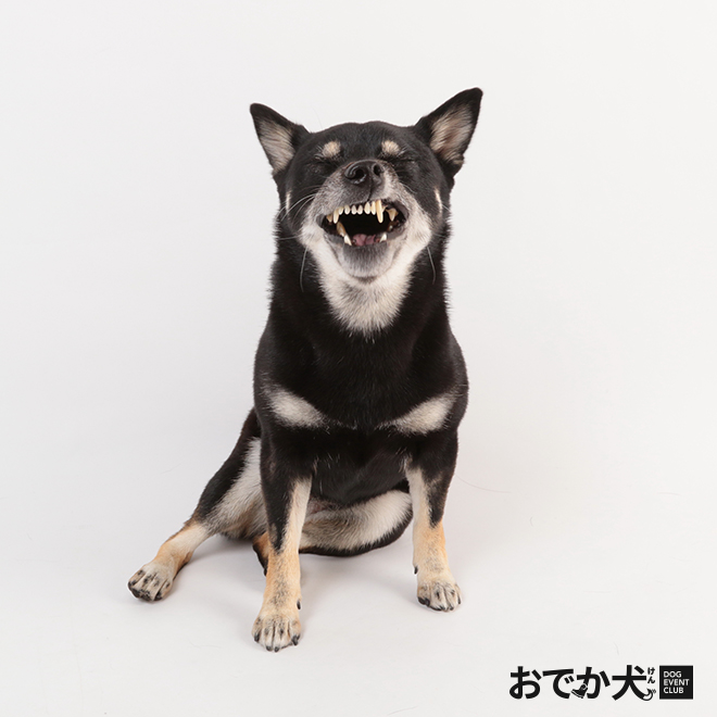 おでか犬 Dec ドッグフォトグラファーkida の 写真で一言 いやいや あたしそんなキャラちゃうし グラビアポーズ恥ずかし 顔は撮らんといてって言うたやん ドッグフォトグラファーkida 愛犬撮影会 カメラマンkida 今週の1枚 Ippon 変顔の