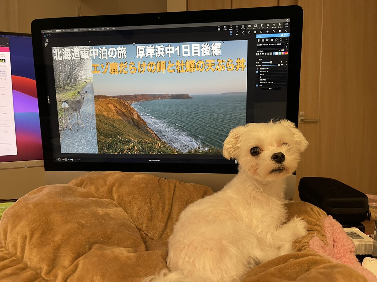 コスケ Kosuke Hokkaido Twitter