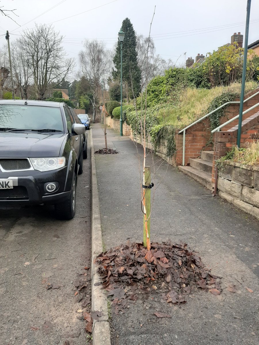 Turn your back for a day and citizens have started planting trees where tree pits once were! 

#noholdingthemback