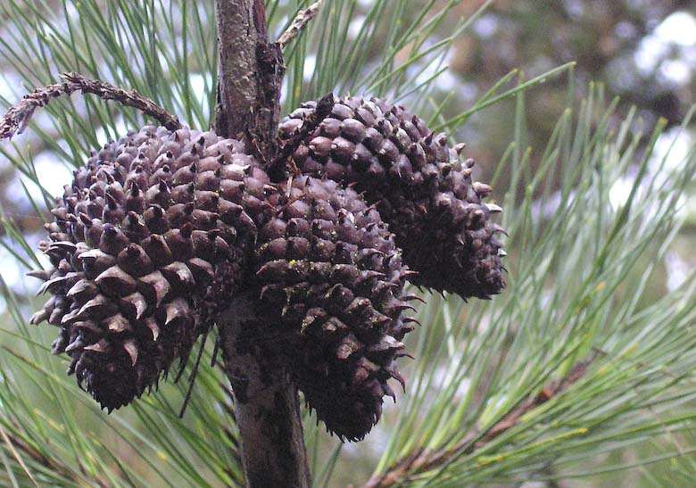 Pinus muricata is famous for having the most abundant and longest-held serotinous (fire-adapted) cones on its trunk and branches which last for up to 70 years. It is called Bishop Pine because it was discovered by Coulter in 1832 at San Luis Obispo in California.