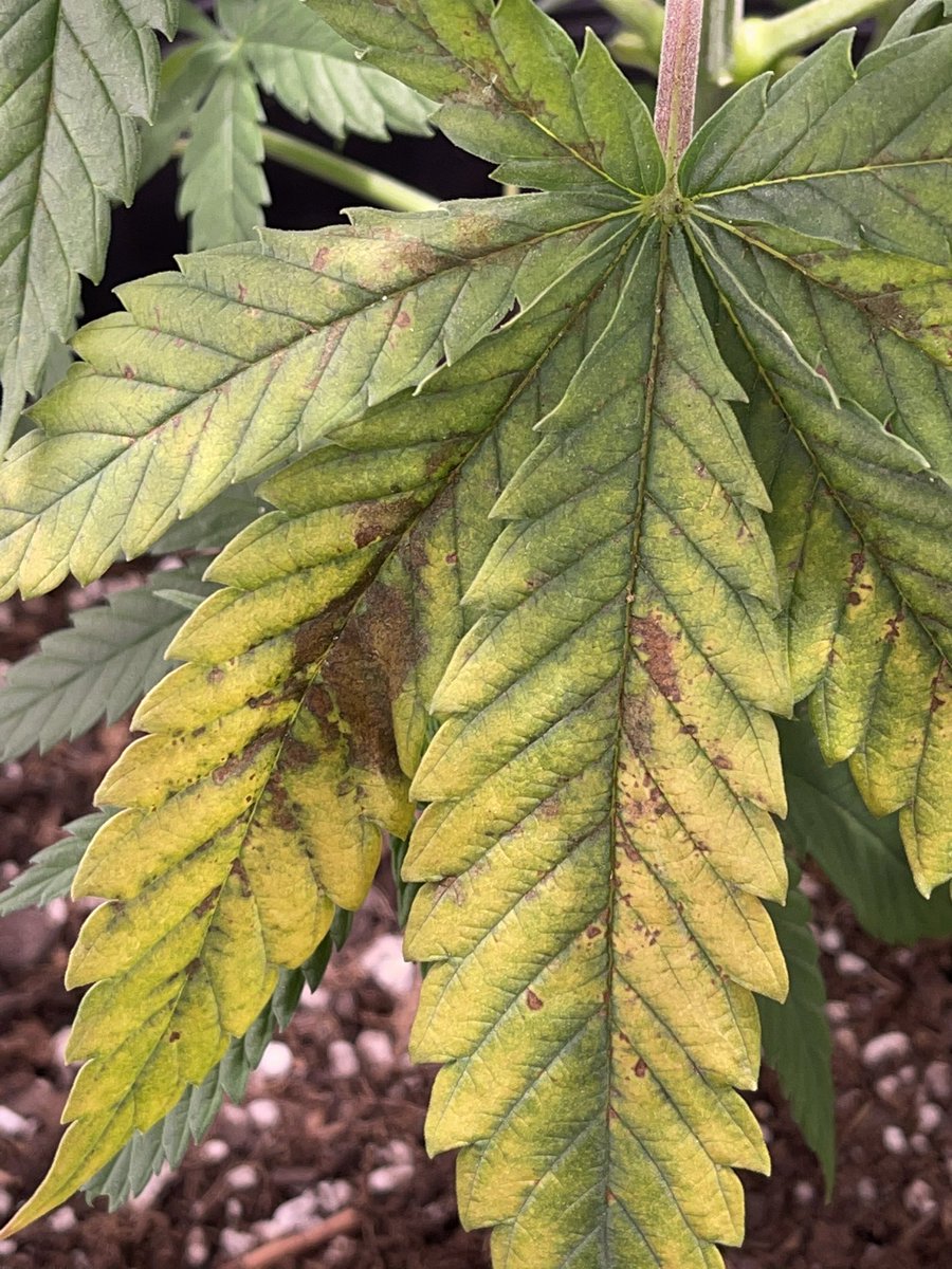 HazePodcast's tweet photo. The Internet tells me there is a nutrient deficiency in the #Godberry from @FreedomOfSeeds 

Treated with a dose of CalMag. 

I’ll update on the changes! ✌🏽

#growyourown #weedlife https://t.co/6xn3fNbt5J