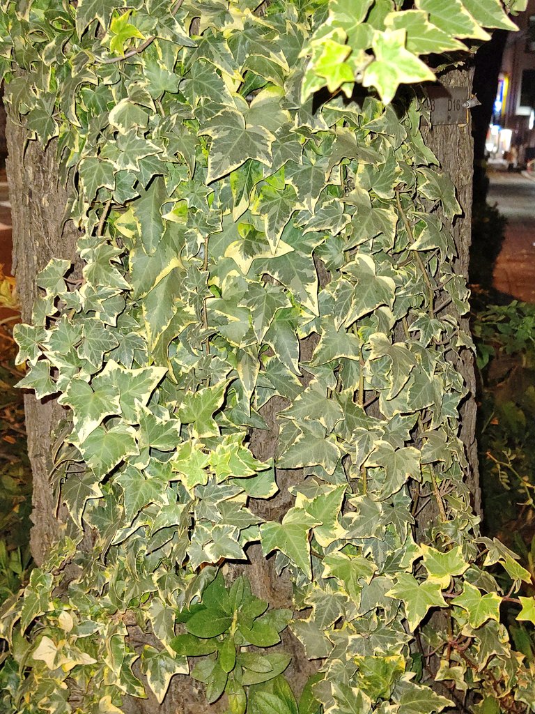Uzivatel くーちゃん Na Twitteru イチョウの樹の幹を這うアイビー セイヨウキヅタ アイビー セイヨウキヅタ 西洋木蔦 Hedera Helix ウコギ科キヅタ属