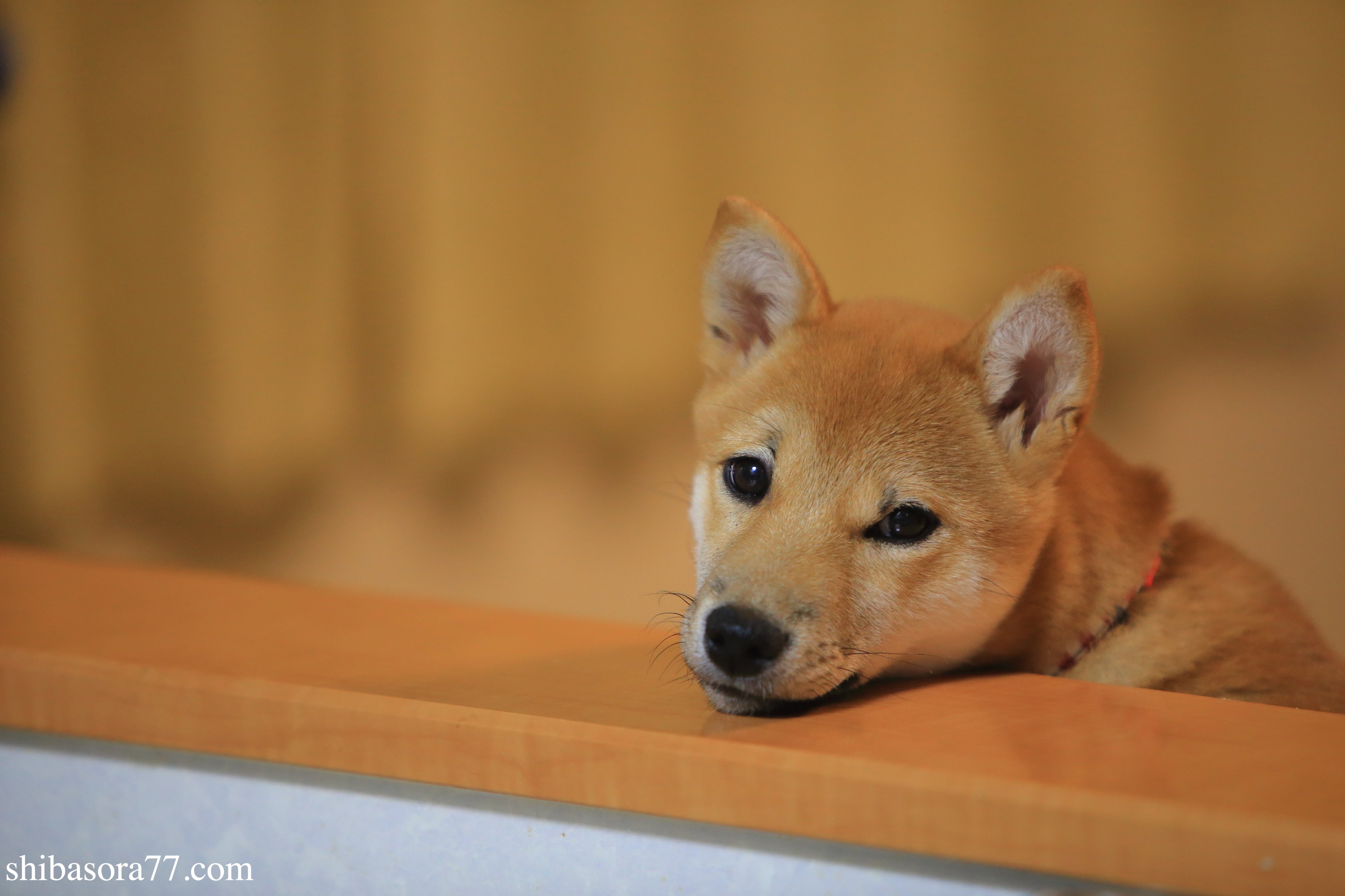 柴犬そら豆の部屋 Shibasora77 Twitter
