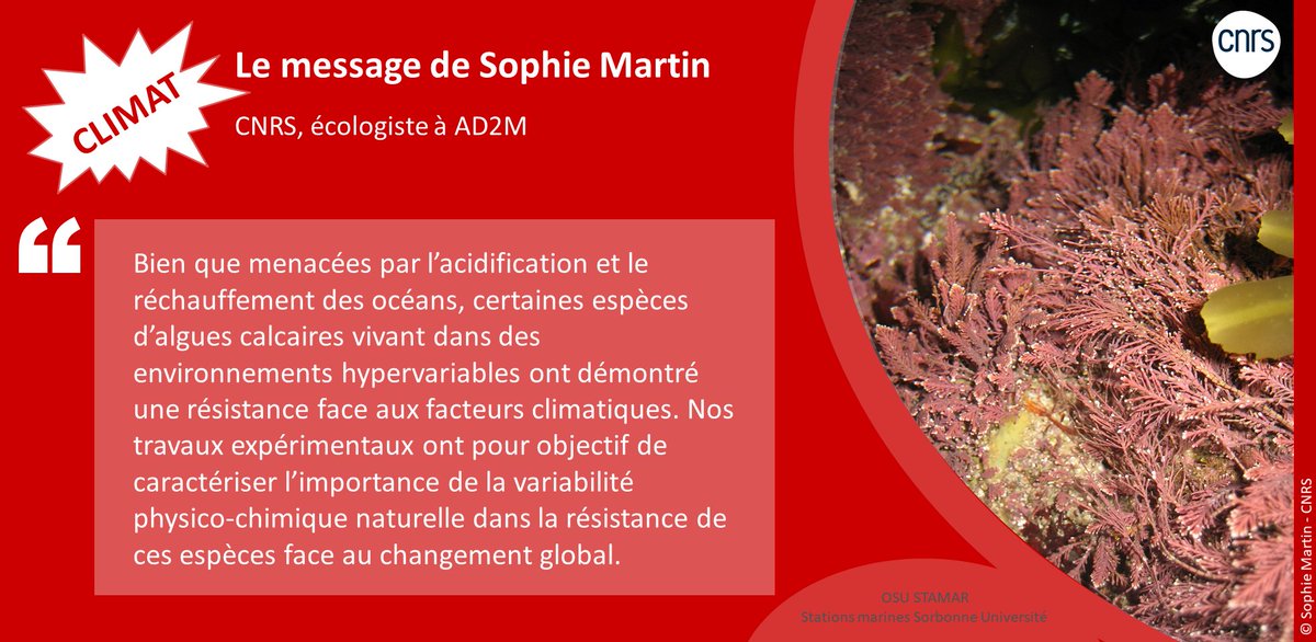 IMEV_mer's tweet photo. Les messages de nos scientifiques #OSUSTAMAR #journeemondialeduclimat
Le message de Sophie Martin #AD2M @CNRS @INSU_CNRS #OnSeBatPourLeClimat
#Climat #acidification #ocean #CO2 #GE #algues https://t.co/SsL0uWJZI6