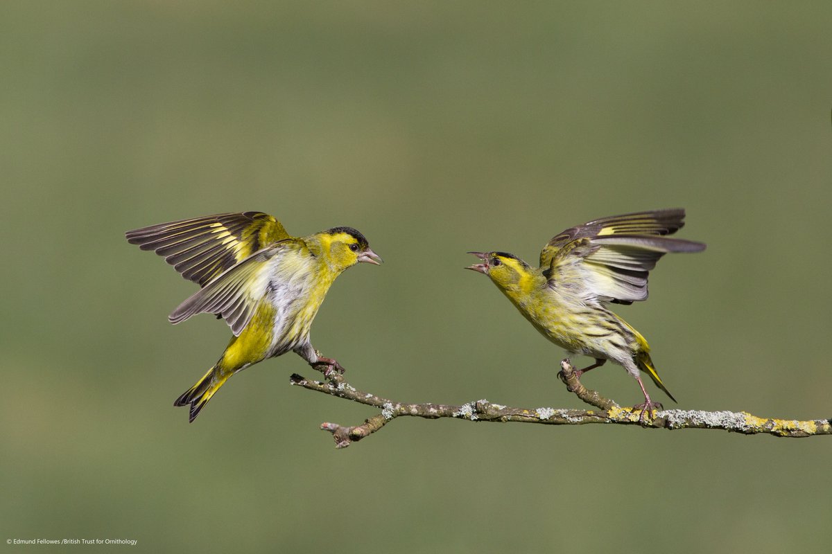 In Autumn we saw a period of heavy rainfall over west Scotland. The large areas of conifer forest in Scotland are ideal for breeding Siskins. As the wet weather moves in, Siskins will move to find reliable food.