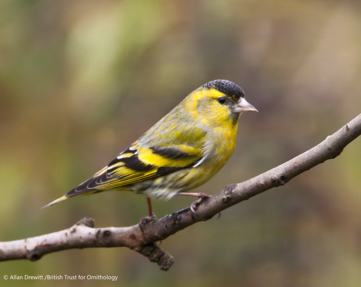 Siskins are a small colourful finch we usually see most commonly in March and April. This occurs as the seeds they feed on in the wild begin to become scarce and our garden feeders become an important food source.