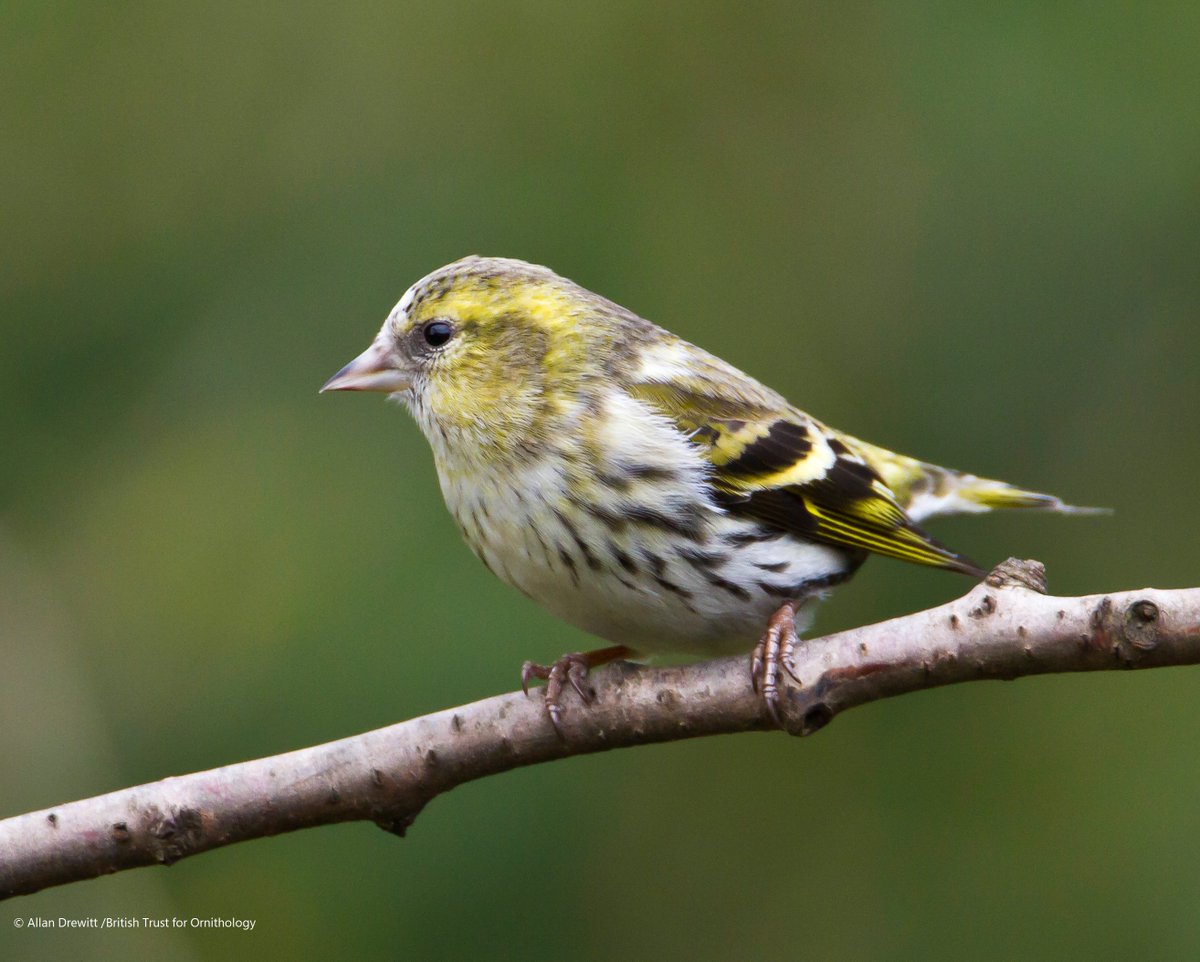 This year we saw unusually low numbers in spring but much unusually high numbers during the autumn. But why is this?