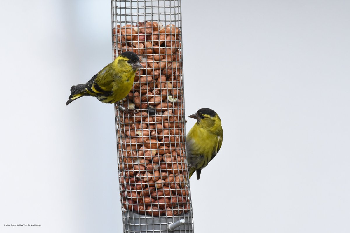 These high numbers might also imply a good breeding season for Siskins. If so, we might see particularly high recording rates in spring when we’d expect an influx of Siskins to arrive on feeders.