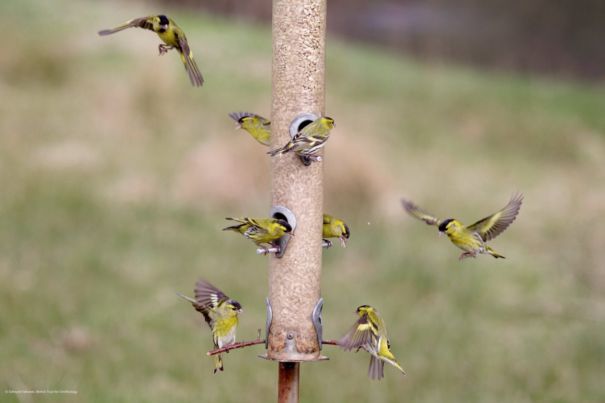 Sunflower hearts and niger seeds are their preferred foods and the best chance of attracting these colourful finches in your gardens.