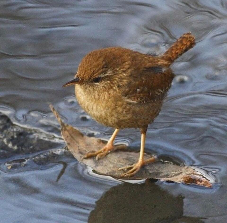 vincenzu72's tweet image. … E si potevano mangiare anche le fragole 
Perché la vita è un brivido che vola via 
È tutto un equilibrio sopra la follia 
Sopra la follia…
