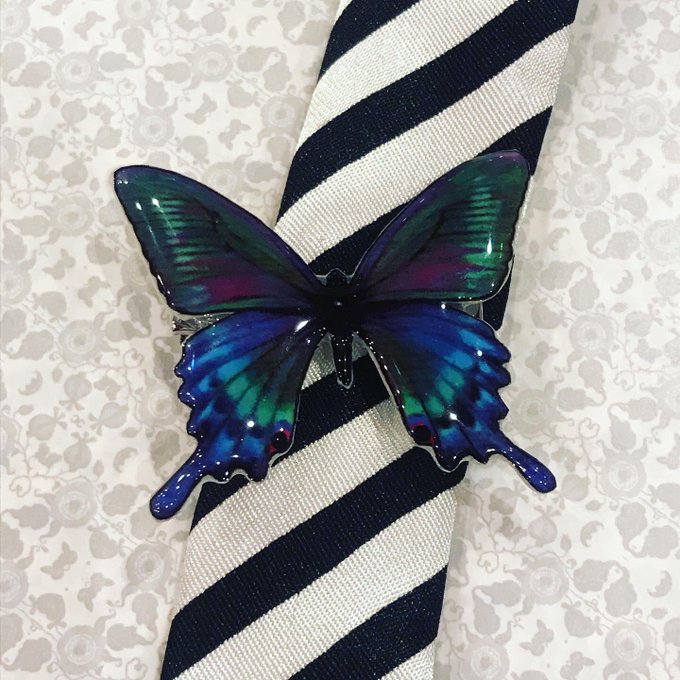 昆虫標本 蝶の標本 ミヤマカラスアゲハ