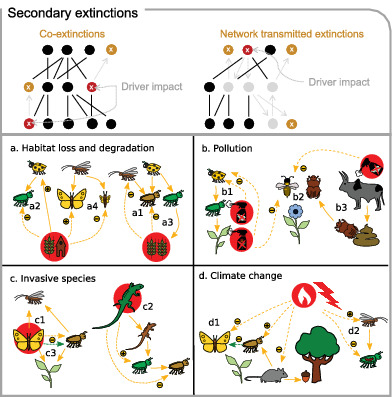 Cascading extinctions as a hidden driver of insect decline #insectdecline #extinction #ecology onlinelibrary.wiley.com/doi/full/10.11…