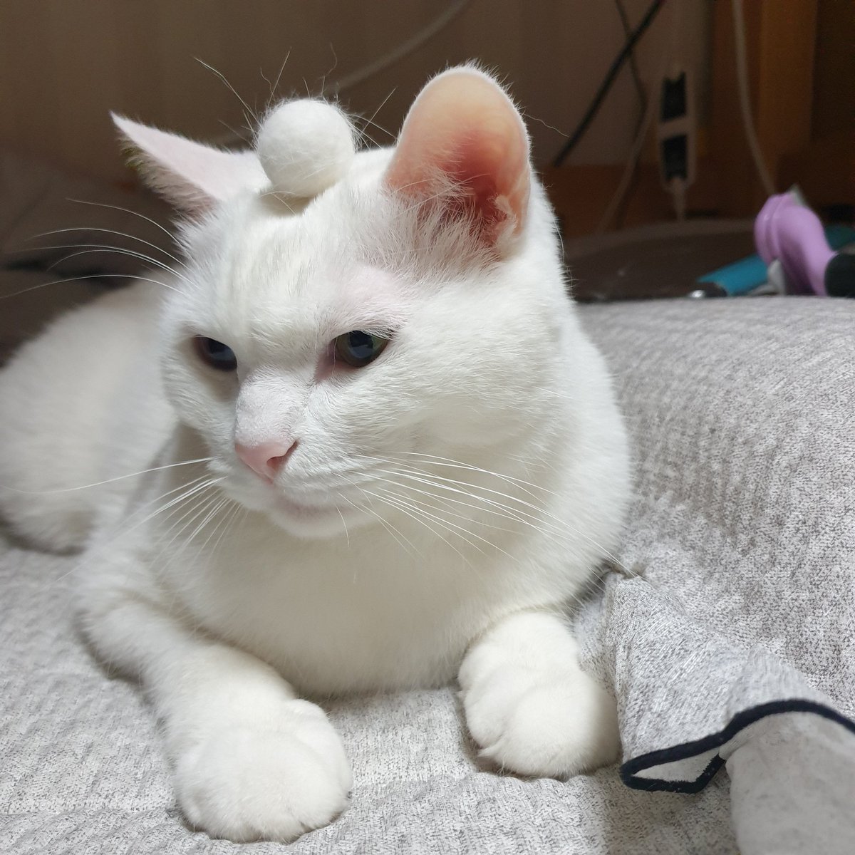 kimcloud0220's tweet photo. 겨울 고양이 진짜 장난아님..
빗질 한번 할때마다 털공 한개씩 만들어냄...
경악...
에휴.. https://t.co/5Icd4CQthj