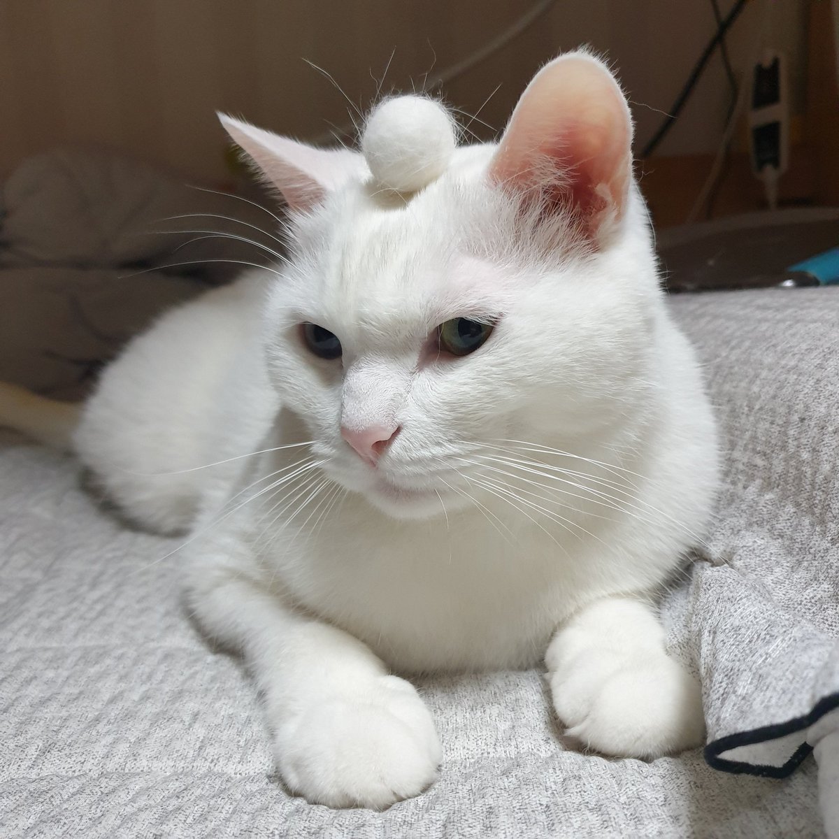 겨울 고양이 진짜 장난아님..
빗질 한번 할때마다 털공 한개씩 만들어냄...
경악...
에휴..