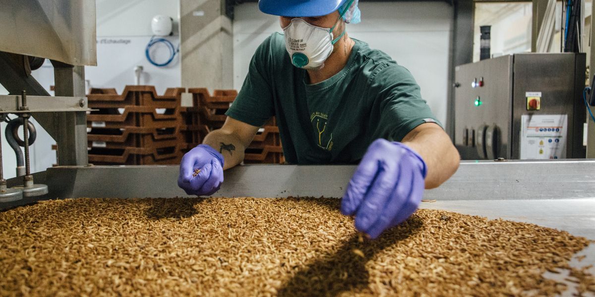 FARMYNG_EU's tweet photo. FARMŸNG project aims to be the highest vertical farm, named Ÿnfarm, in the world and the first carbon-negative vertical farm in the world! But Ÿnsect, our coordinator, plans to bring edible insects to America. #ynfarm #verticalfarm https://t.co/RNqo8M8Uco https://t.co/sjNxIL247z