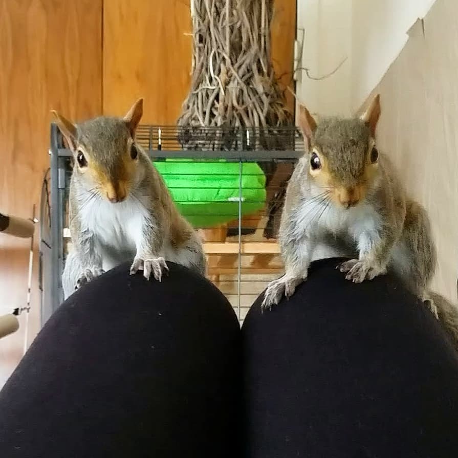 Play with us!
.
.
#squirrel #greysquirrel #easterngreysquirrel #squirrelsofinstagram #squirrelsofig #splendid_animals #squirrellife #squirrellove #squirrelsquad #squirrelwhisperer #squirrelgirl  #cutesquirrel #cuteanimal #cutenessoverload #cuteanimals #babysquirrel
.
.
