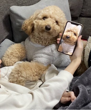 تويتر トイプードルのロアくん على تويتر お姉ちゃんにべったりな大きいトイプードル T Co Jhbjji2ljg 大きいトイプードル トイプードル デカプー 犬好きさんと繋がりたい 犬のいる暮らし T Co Nqeusv5pr4 تويتر トイプードルのロアくん على تويتر お姉ちゃんにべったりな大きいトイプードル T Co Jhbjji2ljg 大きいトイプードル トイプードル デカプー 犬好きさんと繋がりたい 犬のいる暮らし T Co Nqeusv5pr4