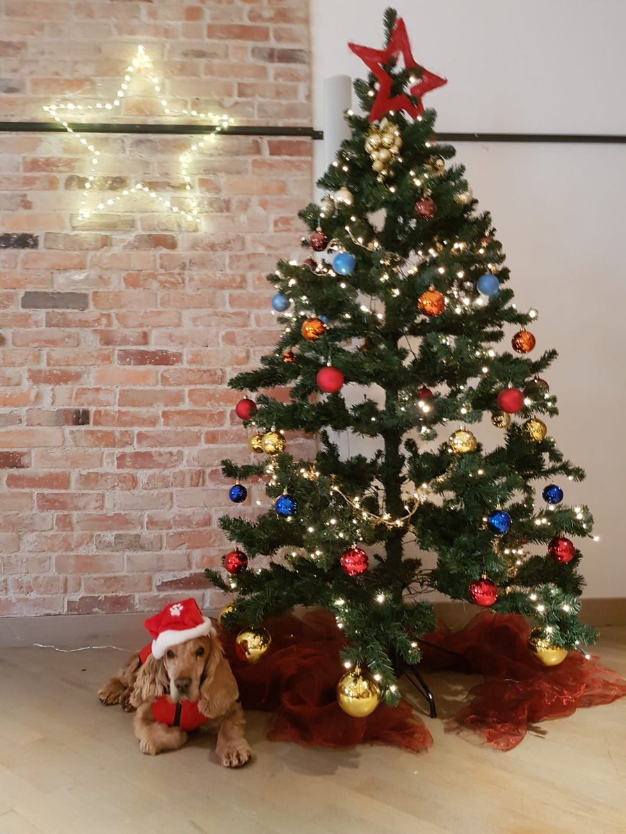 Kolberbraeu's tweet photo. Frage aus #BadTölz:  Warum sind klassische #Weihnachtsfilme so beliebt, dass man sich diese zig Mal ansehen kann? 🎅⬇️ https://t.co/BSND190CAh https://t.co/3wrfajNim4
