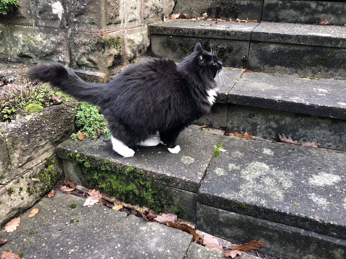 EricTheCat_Bham's tweet photo. My bro's out on #Hedgewatch2020 πΏπππ duty while I guard the calendars and the carrot.
It's a tough job, but some cat has to do it. πΊπΊπΌ
#EricTheCat #AdoptDontShop #CatsOfTwitter #TuesdayMorning #Cats #KittyHelper #GuardCat https://t.co/778GC4lTKD