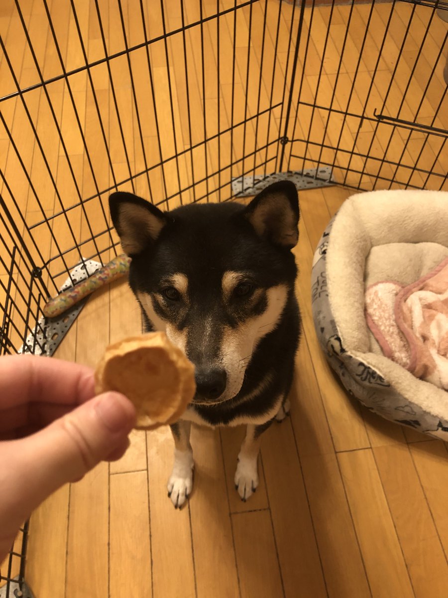 Campus Scope ワンスコ ホーム 18 00 おやつ 貰ったよ パリパリで良い音なんだよ 犬好きな人と繋がりたい 犬好きさんと繋がりたい 柴犬 わんこ