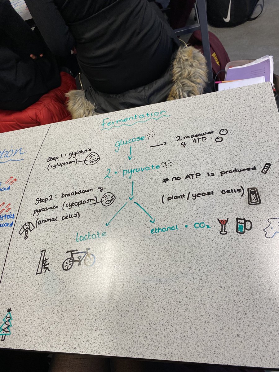 StrathavenBio's tweet image. Our Nat 5 Biologists have been learning about the fermentation pathway of respiration! 🍻