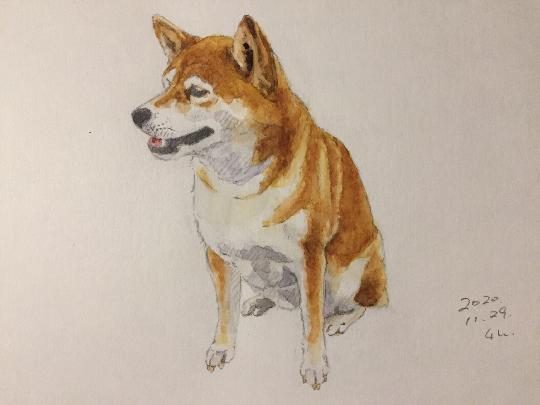 北の子の星 うちの柴ちゃん お座りスケッチ3枚目 柴犬 Wartercolor 水彩画 透明水彩 デッサン 鉛筆画 スケッチ イラス Artistontwitter 絵描きさんと繫がりたい T Co O1zkjfqnxy Twitter