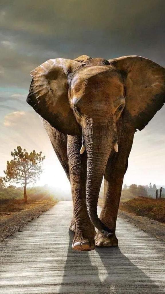 In bussiness, elephants are usually found in leadership roles as executives and company presidents...They have all the leadership qualities that make them different from others
