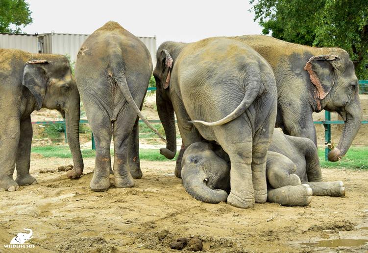 DO YOU HAVE AN INNER ELEPHANT??*Elephants protect their Friends:Elephants are deeply loyal to their friends.its part of their social fabric. Here we see little one laying to take a nap while the big ones are standing over her to make sure she's protected.
