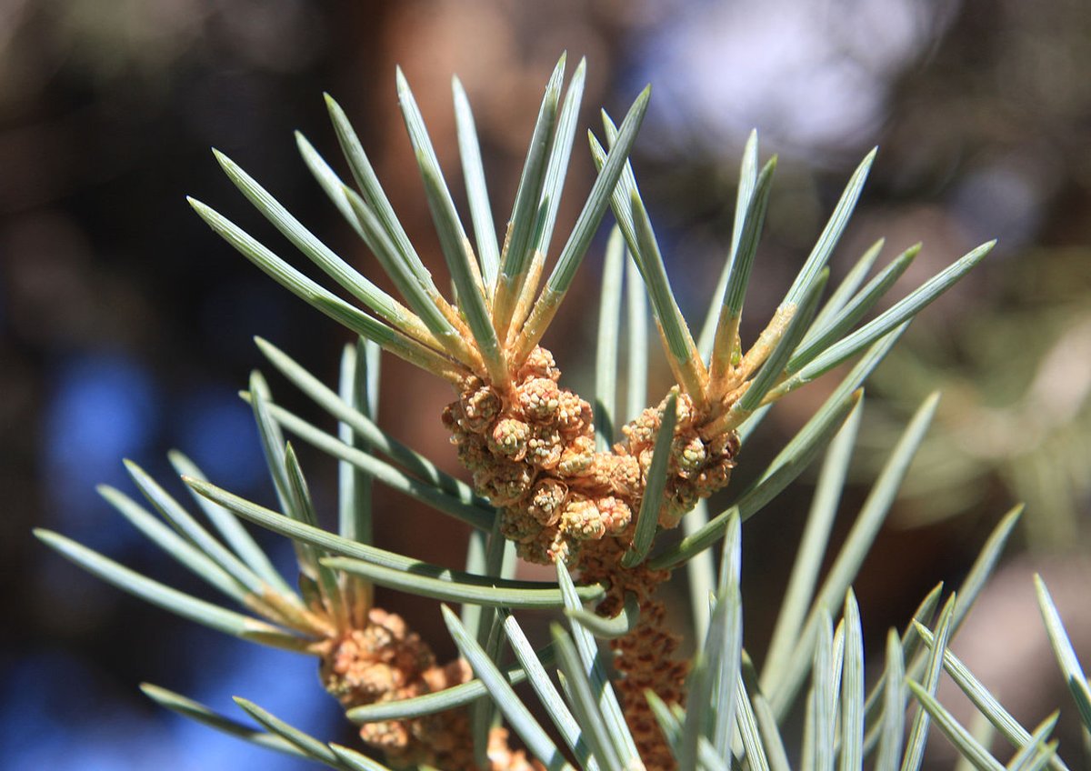 There is one species with just a single needle in each fascicle, the appropriately-named Pinus monophylla. It grows in arid mountains in the Southern Rockies, and there are three geographically separated subspecies across Utah, Nevada, California and Arizona.