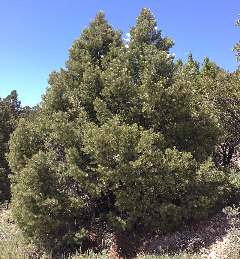 There is one species with just a single needle in each fascicle, the appropriately-named Pinus monophylla. It grows in arid mountains in the Southern Rockies, and there are three geographically separated subspecies across Utah, Nevada, California and Arizona.