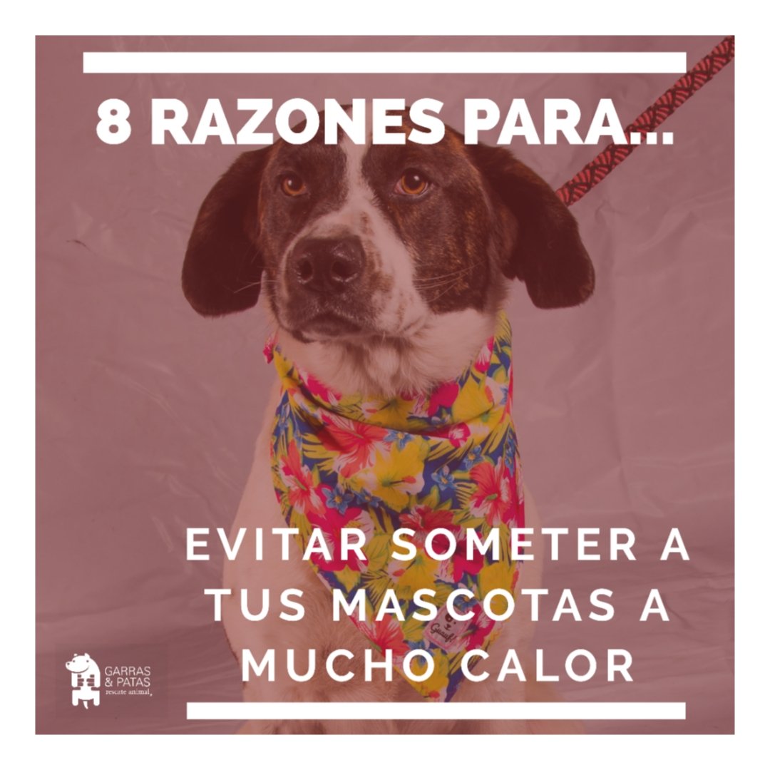 F_GarrasyPatas's tweet photo. En este tiempo de temperaturas altas, te damos #8Razones para no someter a tu cuatro patitas a mucho calor. No salgas a pasear en las horas de temperatura punta (si tienes que hacerlo, toma precauciones). #Tips #Mascotas [1/3] https://t.co/GNYCGa0J0i
