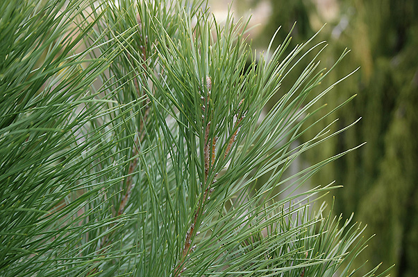 Next, measure needle length (to the neared cm) and if you have the kit to do it (micro-ruler and microscope), measure needle width (to the nearest 0.1mm). Needle width is particularly helpful in distinguishing difficult 2-needle species.