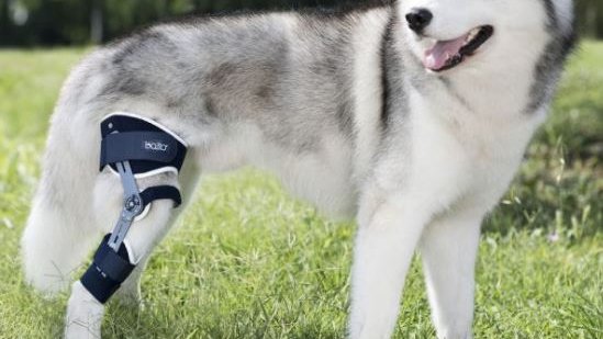 MIKANVET's tweet photo. 🐕 NOUVEAUTÉ CHEZ MIKAN : La genouillère articulée Balto  ! 🐶 
👉🏻 Pour en savoir plus sur ce produit : https://t.co/6LdPlGKfA6
#mikan #physiothérapie #attelle #genouillère #entorse #chien #articulation #vétérinaire #animaux #priseenchargedeladouleur #postopératoire #vet #balto https://t.co/KgnNsaZdg3