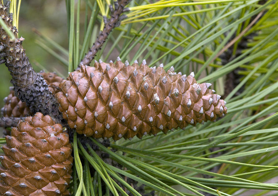 Now get a cone. If you can’t reach any from the tree, look for older ones on the ground (but bear in mind that fallen cones might come from a different species). Measure cone length and width: many species have conical cones (left) but others are more barrel-shaped (right).