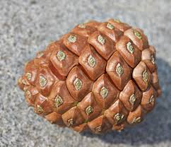 Now get a cone. If you can’t reach any from the tree, look for older ones on the ground (but bear in mind that fallen cones might come from a different species). Measure cone length and width: many species have conical cones (left) but others are more barrel-shaped (right).